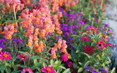 April Showers bring Edible Flowers!