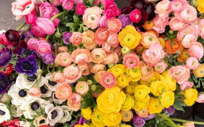 Our Guide to Edible Flowers